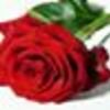 LA Rosa Del Amor Amor